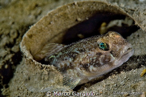 Goby by Marco Gargiulo 